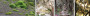 138143328110101_WHITE WILLOW MOSS