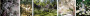 138143328109702_WOODLAND SHADE